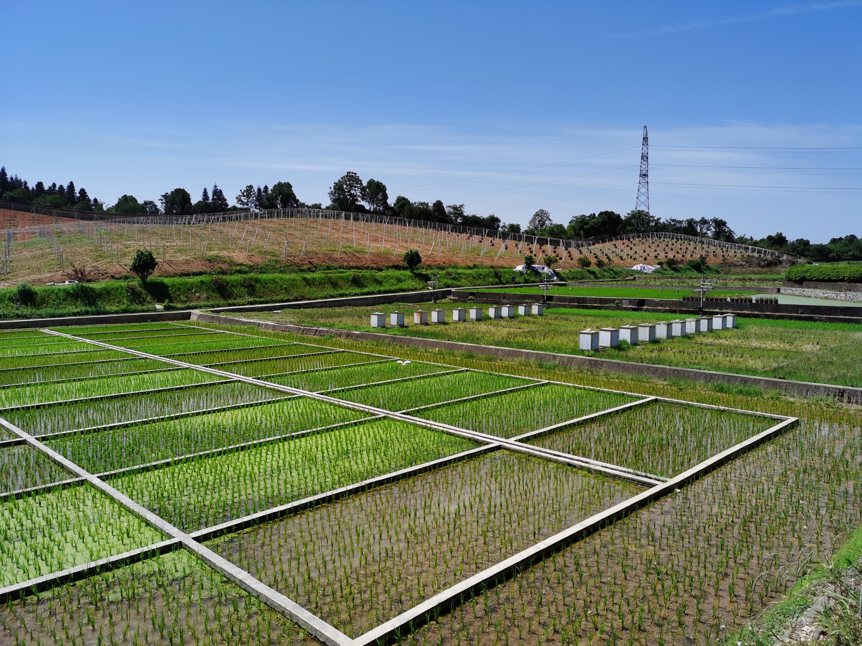 桃源站农果牧复合生态系统模式构建